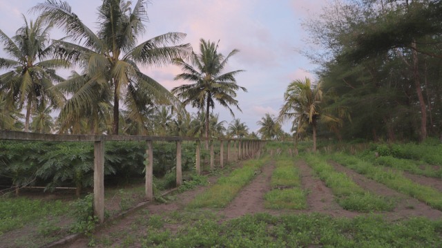 Lahan pertanian yang menjadi sengketa antara masyarakat dan TNI AD di Urutsewu, Kebumen. (Foto: Ardhana Pragota/kumparan)