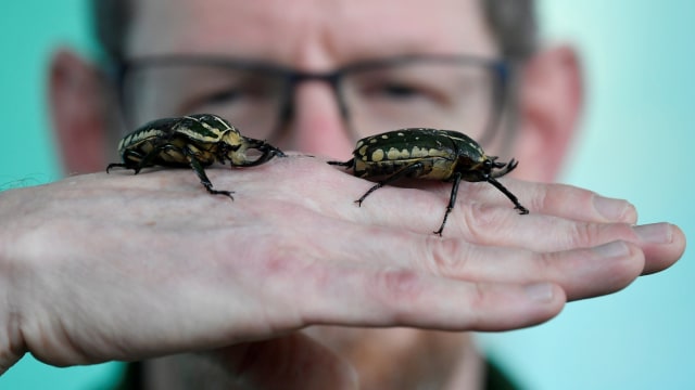 Petugas saat mensensus serangga di Kebun Binatang ZSL London. (Foto: REUTERS / Toby Melville)