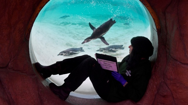 Petugas saat mensensus penguin di Kebun Binatang ZSL London. (Foto: REUTERS / Toby Melville)