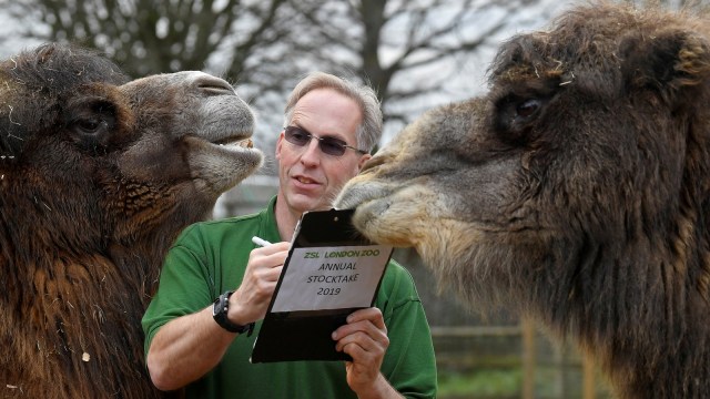 Petugas saat mensensus unta di Kebun Binatang ZSL London. (Foto: REUTERS / Toby Melville)