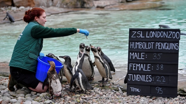 Petugas saat mensensus penguin di Kebun Binatang ZSL London. (Foto: REUTERS / Toby Melville)