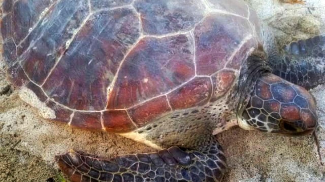 Penyu hijau yang berhasil diselamatkan Kelompok Konservasi Pantai Binasi Kabupaten Tapanuli Tengah Sumatera Utara,  ketika hendak dijual di perdagangan gelap (Foto: Rahmat Utomo/kumparan)