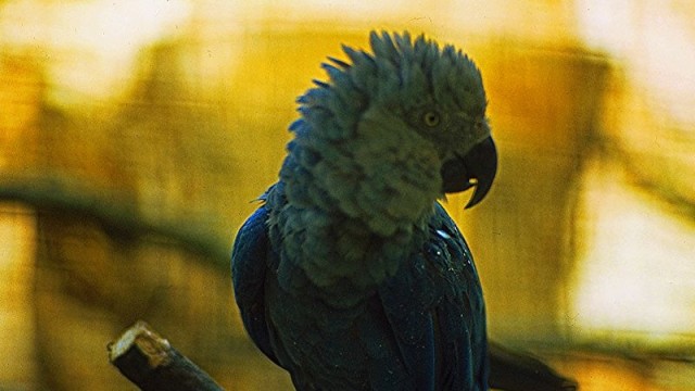 Burung Spix's macaw. (Foto: Rüdiger Stehn via Wikimedia Commons)