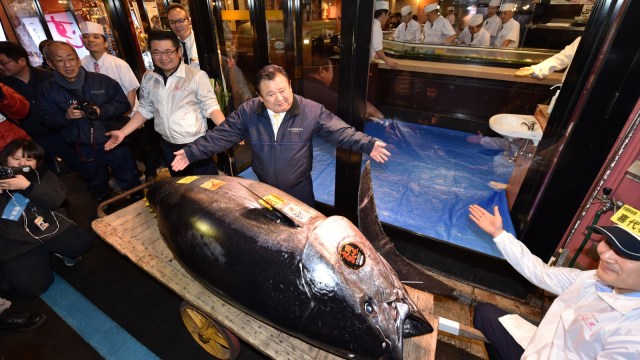 Pemilik rantai restoran sushi Jepang, Kiyoshi Kimura menunjukan tuna sirip biru seberat 278 kg di restoran utamanya di Tokyo, Jepang. (Foto: AFP/KAZUHIRO NOGI)
