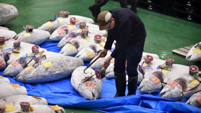 Pedagang memeriksa tuna beku di acara lelang ikan pertama di tahun 2019 di Pasar Toyosu, Tokyo, Jepang. (Foto: AFP/KAZUHIRO NOGI)