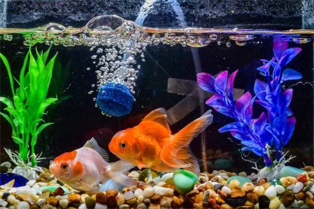 Jenis Ikan Tetra Yang Cocok Untuk Mempercantik Interior Rumah