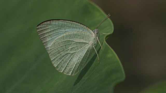 Budidaya Kupu-Kupu