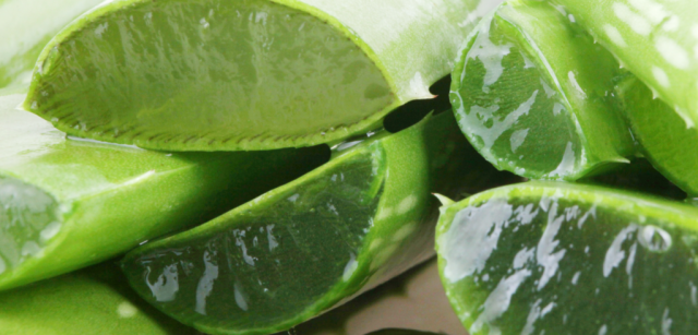 5 Alasan Mengapa Aloe Vera adalah Bahan Skincare yang Baik untuk Kulitmu