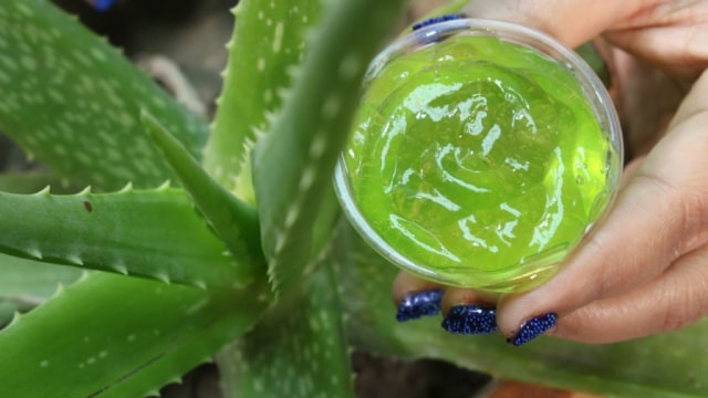 5 Alasan Mengapa Aloe Vera adalah Bahan Skincare yang Baik untuk Kulitmu (3)