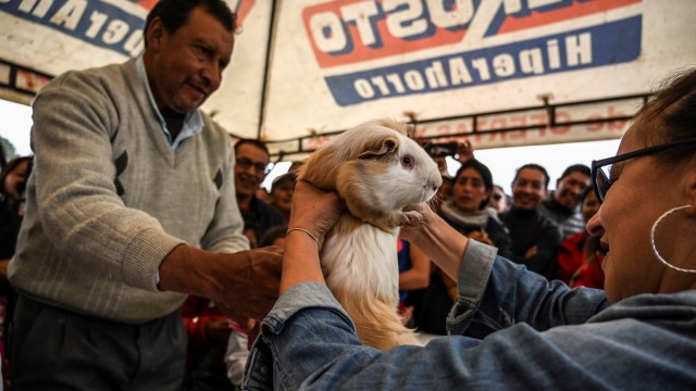 Marmut yang dijual di pasar Pasto, Kolombia. (Foto: AFP/JUAN BARRETO)