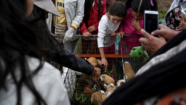 Marmut yang dijual di pasar Pasto, Kolombia. (Foto: AFP/JUAN BARRETO)