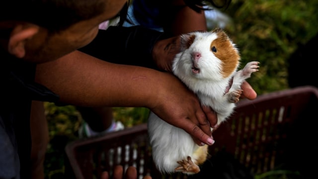 Marmut yang dijual di pasar Pasto, Kolombia. (Foto: AFP/JUAN BARRETO)