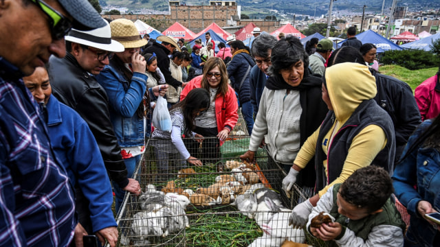 Warga memilih marmut yang dijual di pasar Pasto, Kolombia. (Foto: AFP/JUAN BARRETO)