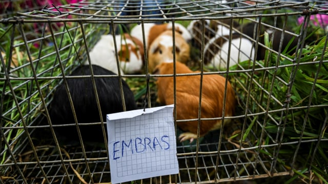 Marmut yang dijual di pasar Pasto, Kolombia. (Foto: AFP/JUAN BARRETO)