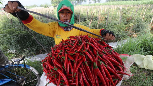 Petani mengemas cabai merah ke dalam karung usai dipetik di area persawahan. Foto: ANTARA FOTO/Prasetia Fauzani