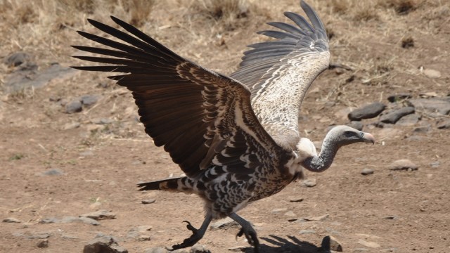 34++ Burung nazar termasuk hewan pemakan terupdate