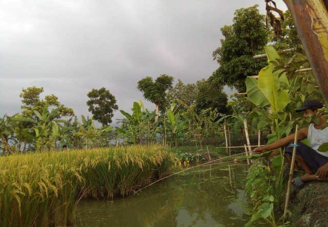 Mina Padi Plus, Kombinasi Padi, Ikan, Sayur Dan Buah Di Satu Lahan ...