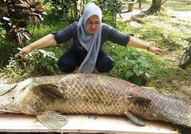 Raksasa Air Sungai Amazon Ini Mati di Hutan Mata Kucing, Pengelola Sedih