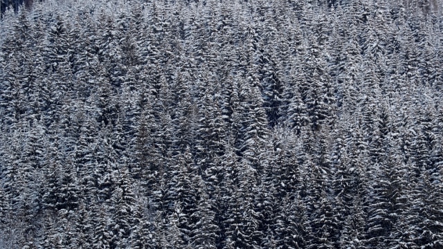 Salju menutupi pepohonan di Szczyrk, Polandia. (Foto: REUTERS / Kacper Pempel)