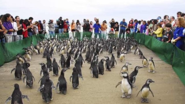 Penguin Magellan yang terdampar di Brasil dilepaskan ke laut kembali (Foto: Associated Press)