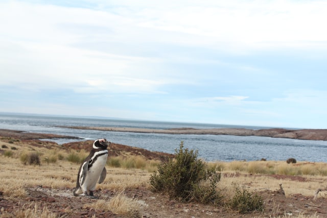 Penguin Magellan terdampar di daratan Amerika Selatan. (Foto: Takashi Yamamoto)