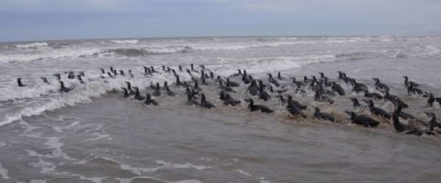 Penguin Magellan yang terdampar di Brasil dilepaskan ke laut kembali (Foto: Associated Press)