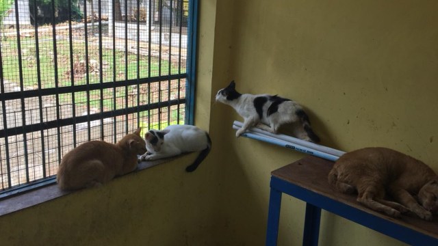 Kucing-kucing di Puskeswan DKPKP Jakarta. (Foto: Sabar Artiyono/kumparan)