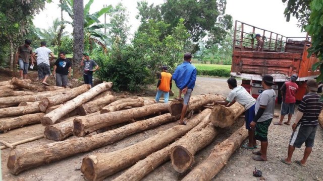 Kayu Sonokeling, Kayu Mewah Asal Jawa yang Semakin Langka (4)