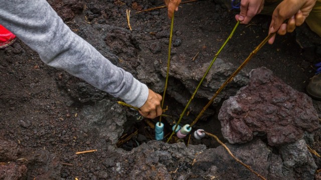 Membakar marshmallow di batu panas Pacaya Volcano (Foto: Shutter Stock)