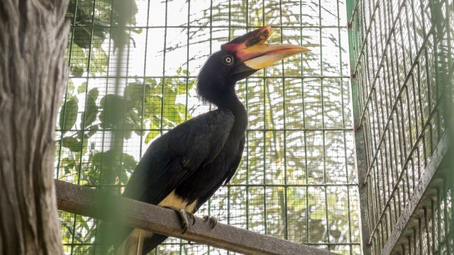 Burung Rangkong.  (Foto: Shutter Stock)