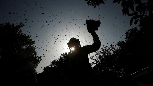 5 Fakta di Balik Serangan Lebah yang Tewaskan 7 Orang di Klaten (3)
