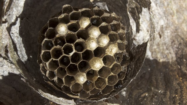 5 Fakta di Balik Serangan Lebah yang Tewaskan 7 Orang di Klaten (2)