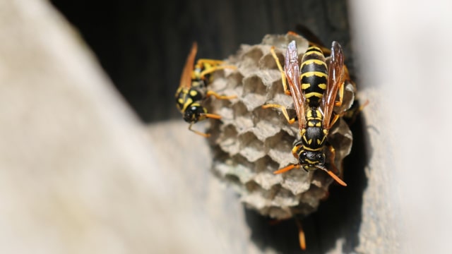 5 Fakta di Balik Serangan Lebah yang Tewaskan 7 Orang di Klaten (4)
