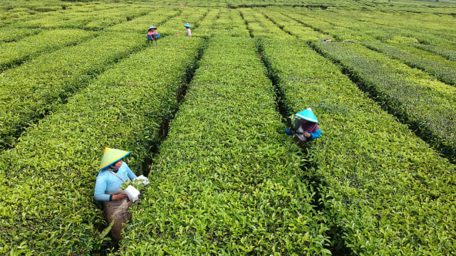 Pekerja memetik pucuk daun teh di area perkebunan PT Perkebunan Nusantara (PTPN) VI. Foto: ANTARA FOTO/Wahdi Septiawan