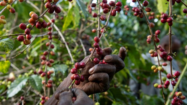 Seorang pekerja memetik buah kopi di perkebunan distrik Shebedino, Sidama, Ethiopia. Foto: REUTERS / Maheder Haileselassie