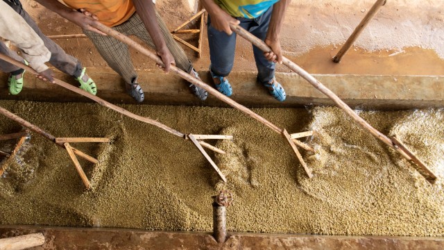 Sejumlah pekerja membersihkan biji kopi yang terpisah dari kulitnya di distrik Shebedino di Sidama, Ethiopia.  Foto: REUTERS / Maheder Haileselassie