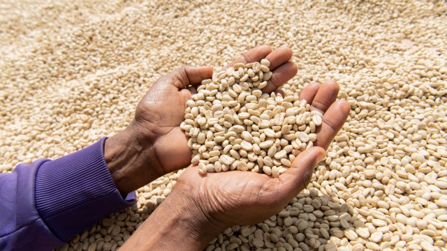 Seorang pekerja melihtakan biji kopi yang telah bersih dan dijemur di distrik Shebedino di Sidama, Ethiopia.  Foto: REUTERS / Maheder Haileselassie