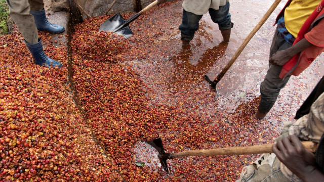 Sejumlah pekerja membersihkan buah kopi yang baru datang dari petani di distrik Shebedino di Sidama, Ethiopia.  (Foto: REUTERS / Maheder Haileselassie)