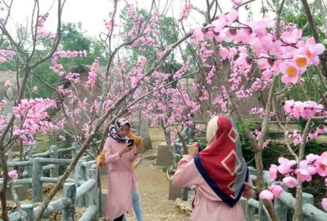 Wisata Kampoeng Toron Samalem Spot Foto Bunga Sakura Di