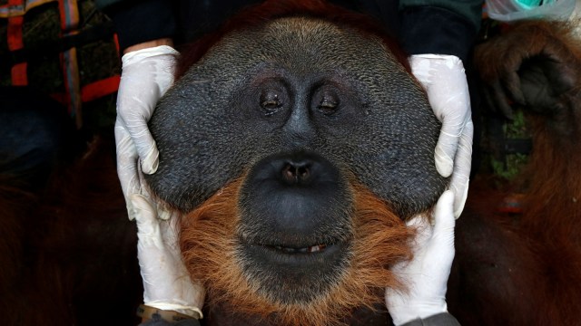Dokter hewan dari OIC memeriksa kesehatan Orangutan Sumatra (Pongo abelii) yang telah dievakuasi dari perkebunan warga di Desa Titi Pobin, Trumon Timur, Aceh Selatan, Aceh, Senin (14/1/2019). (Foto: ANTARA FOTO/Hasan)