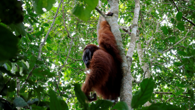 Seekor Orangutan sumatera (pongo abelii) dewasa berjenis kelamin jantan terjebak di kebun warga desa Titi Pobin, Trumon Timur, Aceh Selatan, Aceh, Senin (14/1/2019).  (Foto: ANTARA FOTO/Hasan)