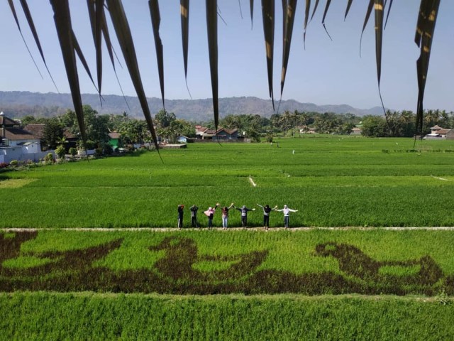 Sawah Kreasi di Akhir Tahun 2018 (Foto: Instagram (@sawahkreasi))