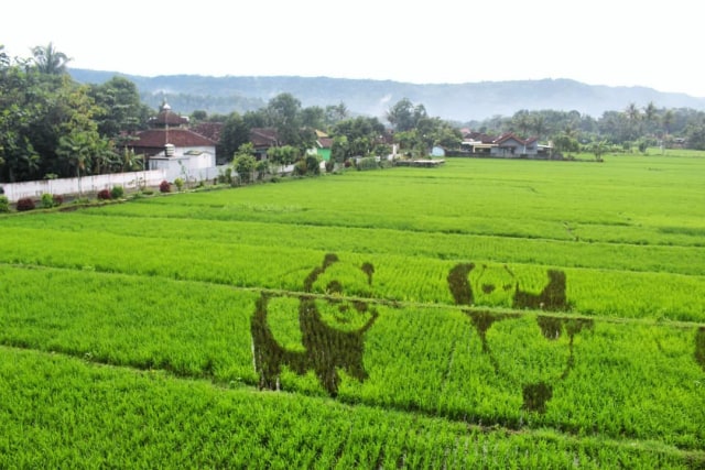 Sawah Kreasi Bergambar Kungfu Panda (Foto: Instagram (@sawahkreasi))