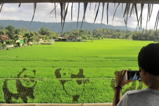 Pengunjung di Sawah Kreasi (Foto: Instagram (@sawahkreasi))