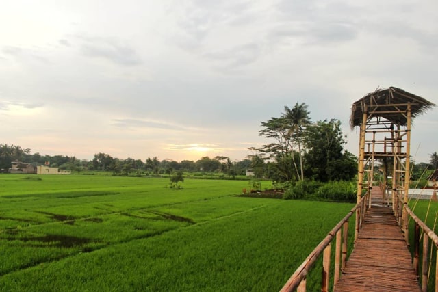 Gardu Pandang di Sawah Kreasi, Yogyakarta (Foto: Instagram (@sawahkreasi))