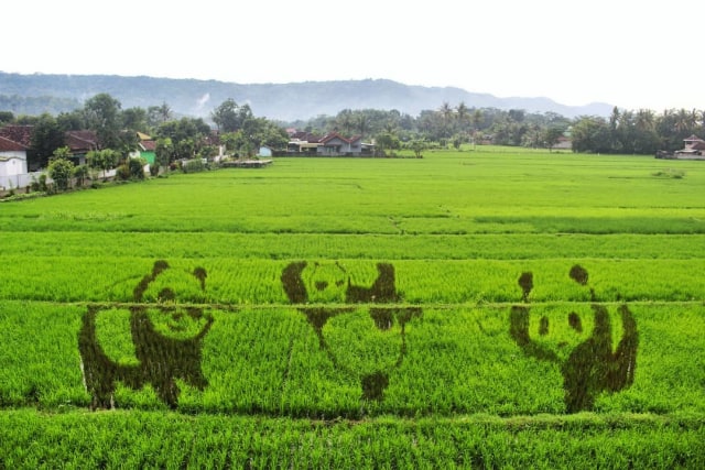 Sawah Kreasi di Yogyakarta (Foto: Instagram (@sawahkreasi))