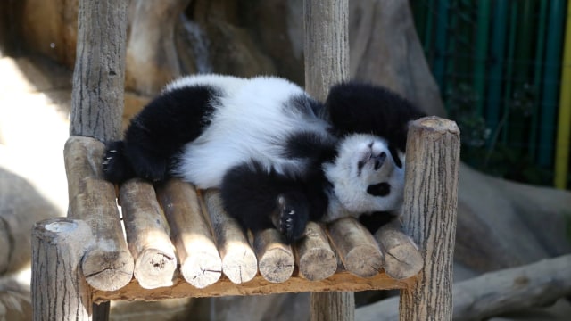 Saat anak panda betina terlihat tertidur saat perayaan ulang tahun pertamanya di Kebun Binatang Malaysia, Kuala Lumpur. (Foto: Facebook/@Zoo Negara Malaysia)