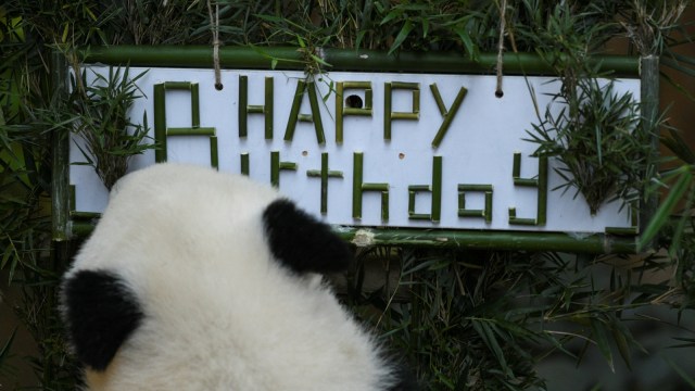Perayaan ulang tahun seekor anak panda betina yang berumur satu tahun di Kebun Binatang Malaysia, Kuala Lumpur. (Foto: AFP/MOHD RASFAN )