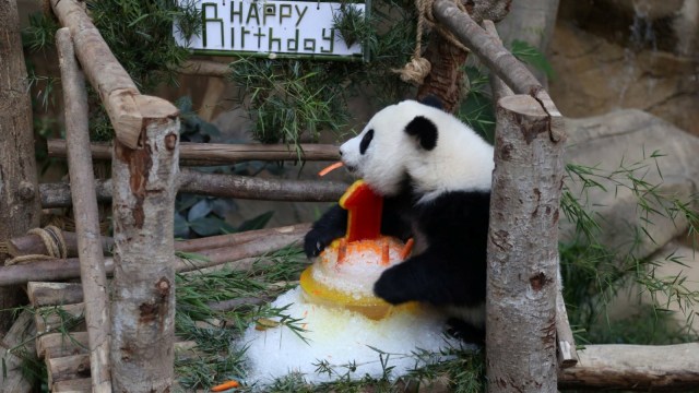 Saat seekor anak panda betina memakan wortel disaat perayaan ulang tahun pertamanya di Kebun Binatang Malaysia, Kuala Lumpur. (Foto: Facebook/Zoo Negara Malaysia)