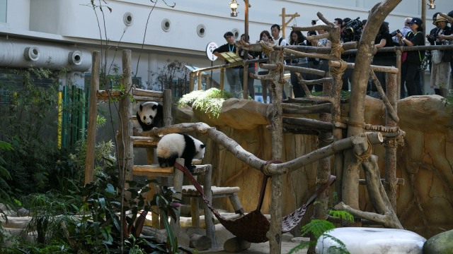 Suasana kandang panda di Kebun Binatang Malaysia, Kuala Lumpur. (Foto: AFP/MOHD RASFAN )